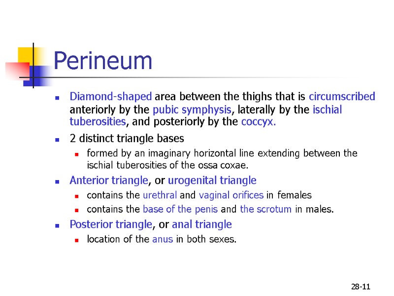 28-11 Perineum Diamond-shaped area between the thighs that is circumscribed anteriorly by the pubic